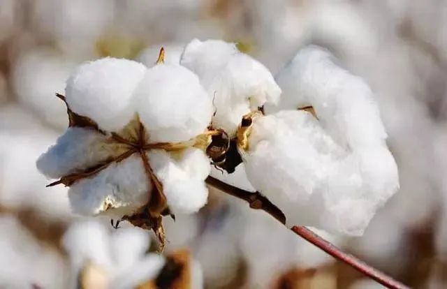 取暖全靠“抖”？在沒有棉襖、羽絨服的古代，是如何御寒的~(圖12)